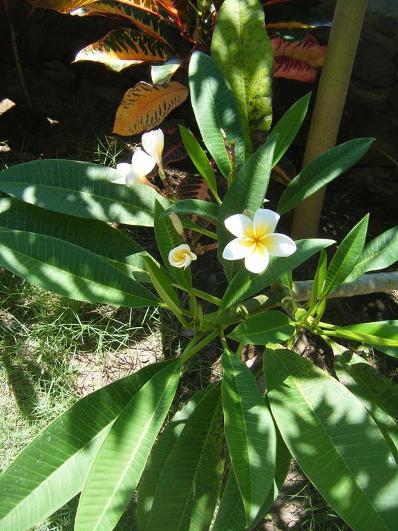 Alur Beach Homestay Amed Buitenkant foto
